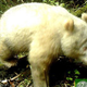 Image for article titled I Regret to Say This All-White Panda Is Not Cute
